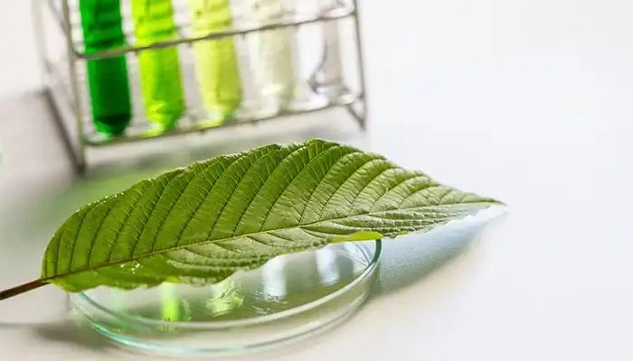 A kratom leaf resting on glass lab tubes